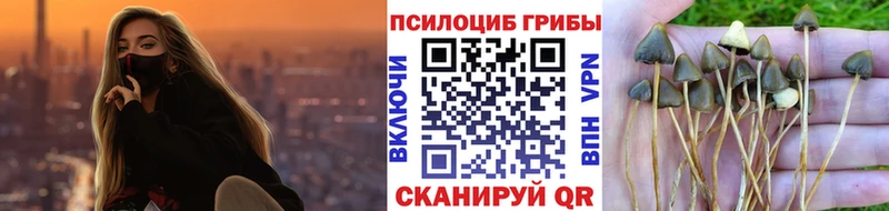 где купить   Нижнекамск  Псилоцибиновые грибы GOLDEN TEACHER 